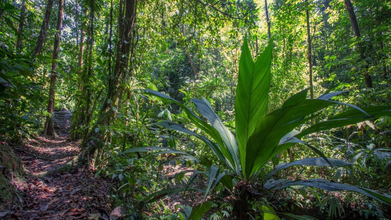 Esquinas Rainforest Lodge Golfito Zewnętrze zdjęcie